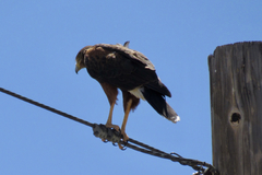 Parabuteo unicinctus