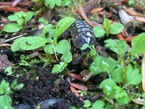 Common Pill Woodlouse