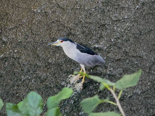 Black-crowned Night Heron