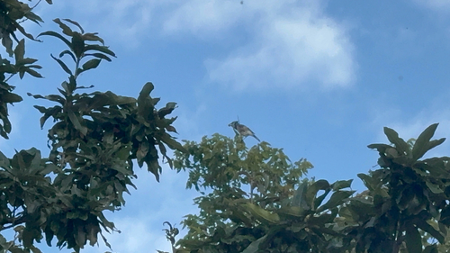 Blue Jay