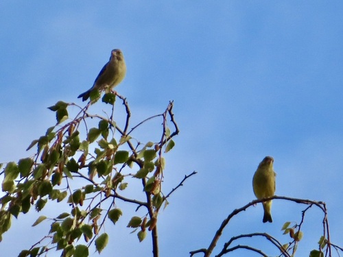 European Greenfinch