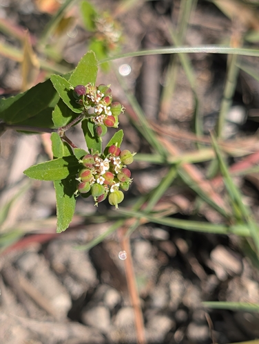 nodding spurge