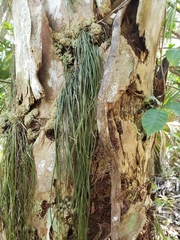 Vittaria lineata image