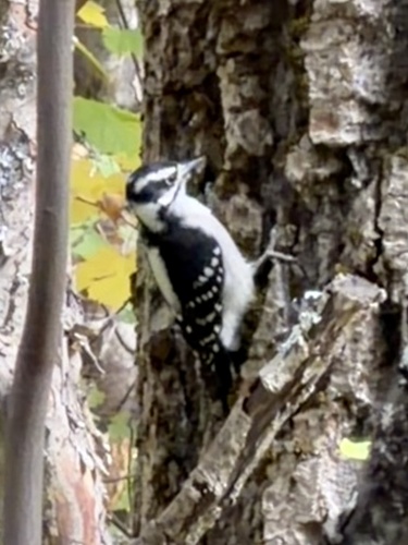 Downy Woodpecker