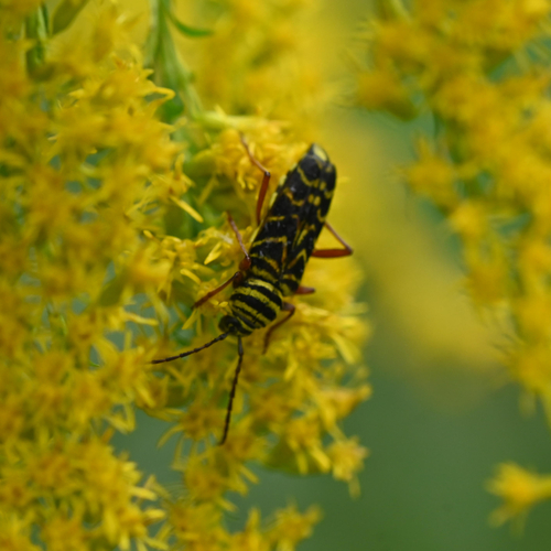 Locust Borer