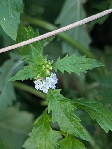 European water-horehound