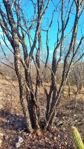 Anadenanthera colubrina observed 2026-09-20