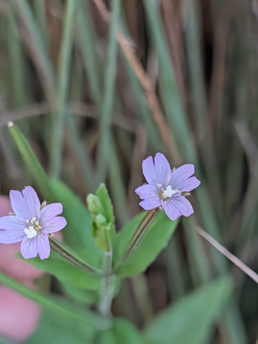 Hoary Willowherb