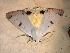 Ophiusa parcemacula