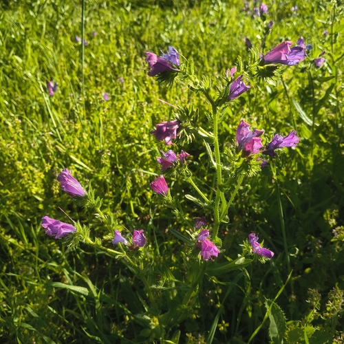 purple viper's-bugloss