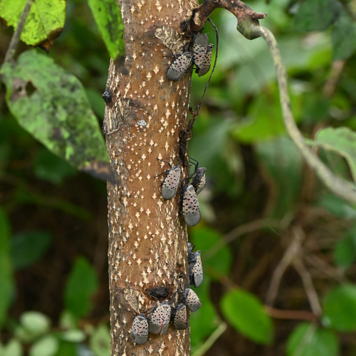 Spotted Lanternfly
