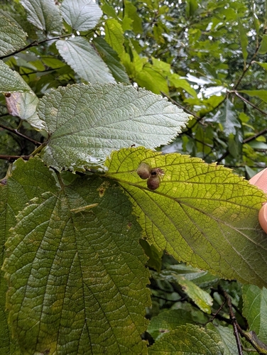 Hackberry Nipplegall Psyllid
