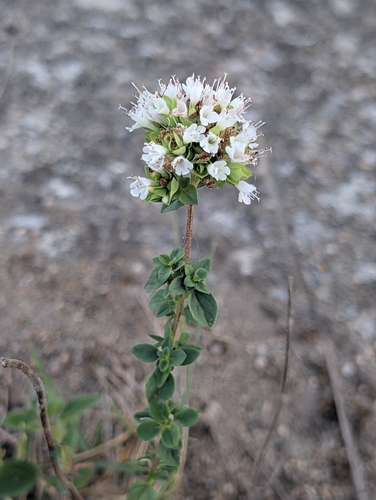Origanum vulgare virens