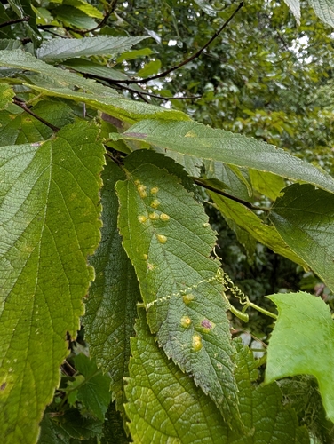 Hackberry Blister Gall Psyllid