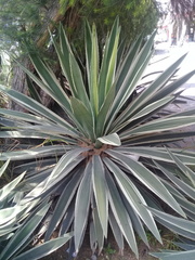 Agave