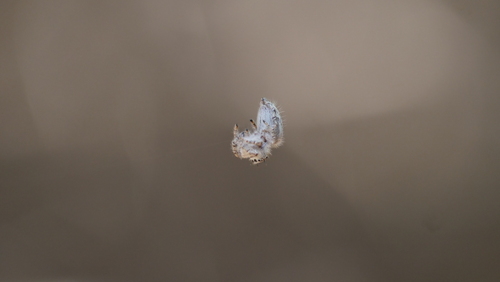 canopy jumping spider