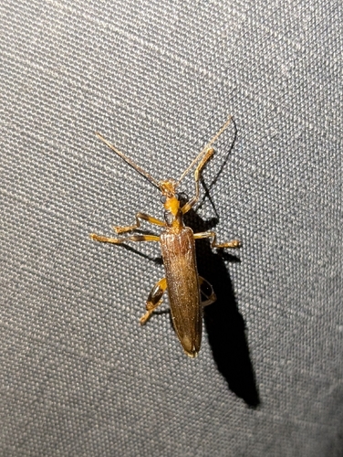 Oedemera femoralis