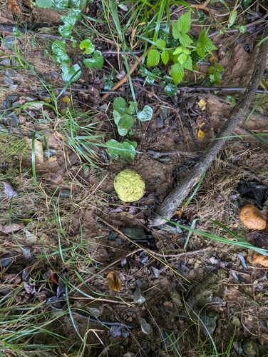Osage-orange