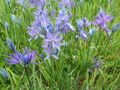 Camassia quamash quamash