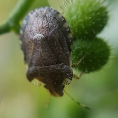 Dyroderes umbraculatus