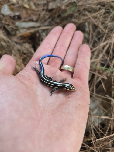 Common Five-lined Skink