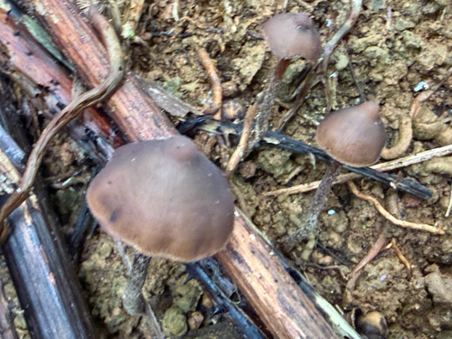 Psilocybe guilartensis