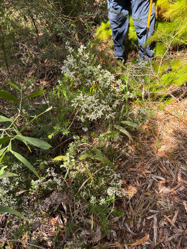 Leucopogon pimeleoides observed 2026-08-30