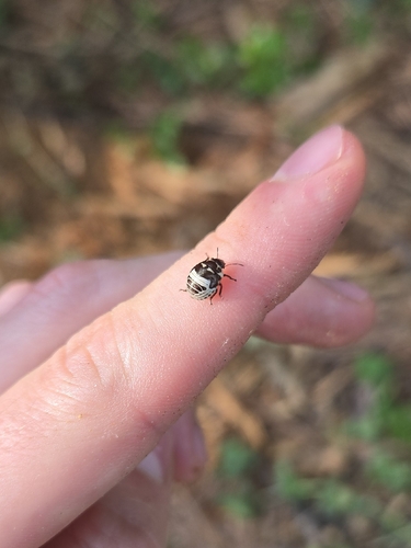 Orsilochides stictica