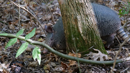 Mexican Long-nosed Armadillo