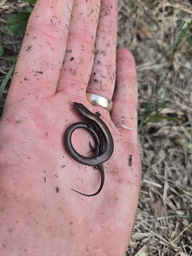 Little Brown Skink