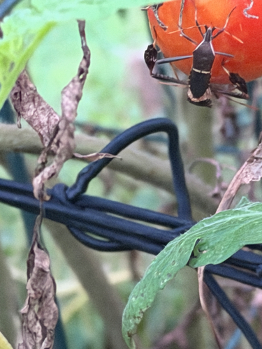 Eastern Leaf-footed Bug