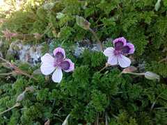 Erodium glandulosum