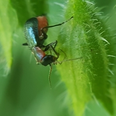 Cyrtosus cyanipennis