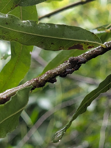 Oak Treehopper