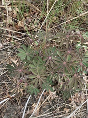 Lupinus perennis
