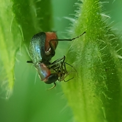 Cyrtosus cyanipennis