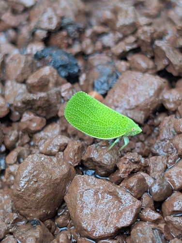 Green Cone-headed Planthopper