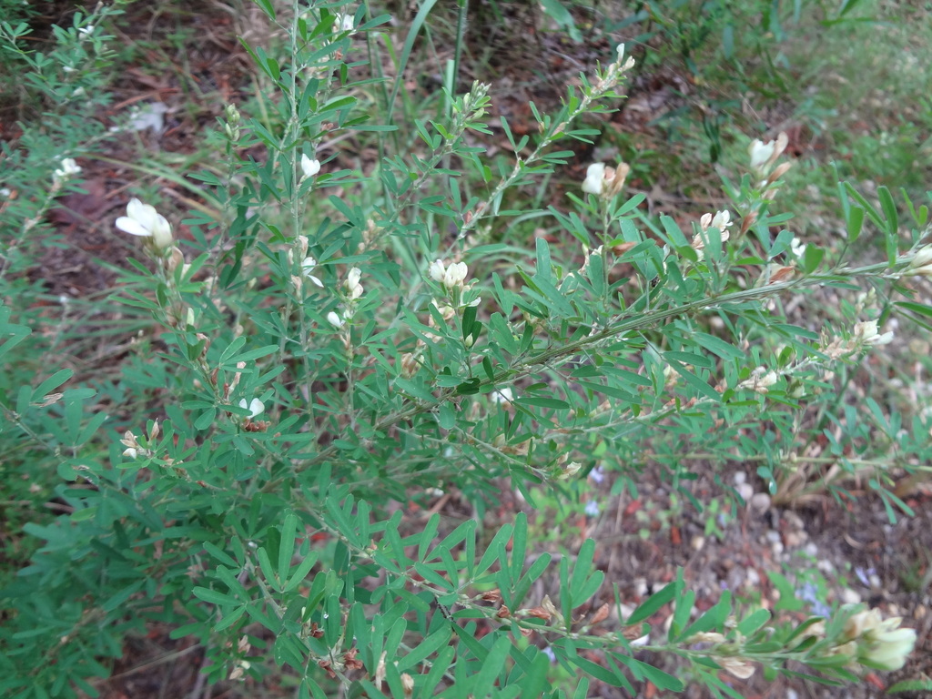 Lespedeza cuneata; photograph (c) Aquilinus, some rights reserved (CC BY)