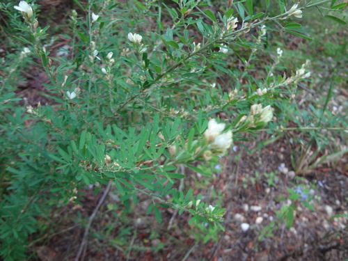 Lespedeza cuneata, photograph 4