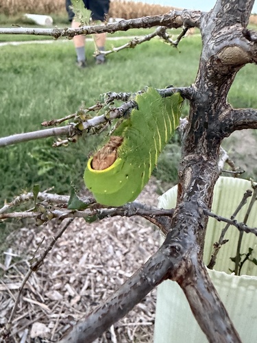 Polyphemus Moth