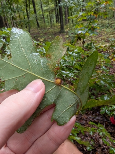 Hedgehog Gall Wasp