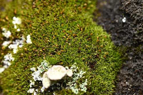 Amphidium lapponicum observed 2026-07-17
