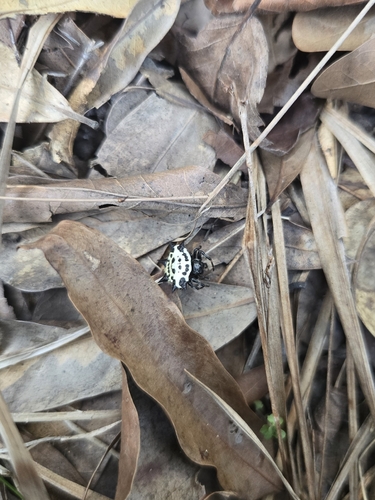 Spinybacked Orbweaver
