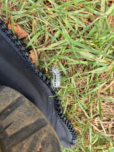 Hickory Tussock Moth