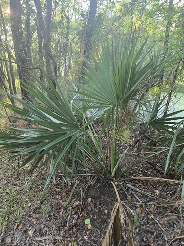 Dwarf Palmetto