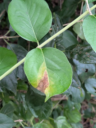Honeysuckle Leaf Blight