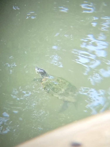 Pond Slider