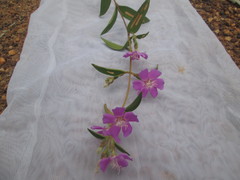 Chaetogastra gracilis