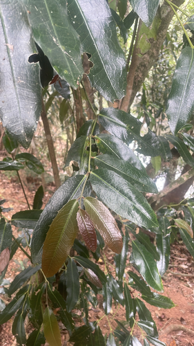 Wilkiea macrophylla, 2026-09-23
