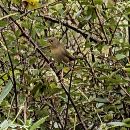 Common Yellowthroat
